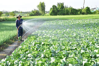 Tất bật chăm sóc hoa màu phục vụ Tết