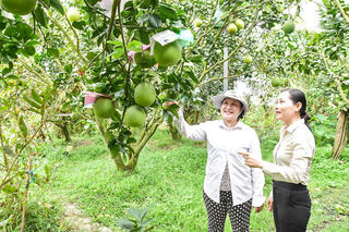 Bưởi chưng Tết được mùa, được giá