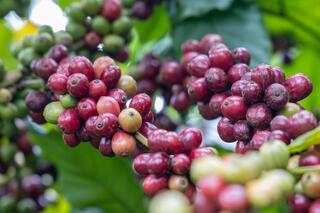 Giá cà phê chịu áp lực nguồn cung từ Brazil, khó giảm sâu