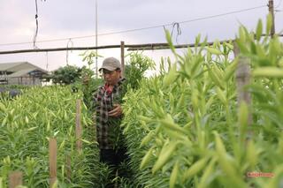 Thị trường hoa loa kèn Hà Nội bắt đầu sôi động