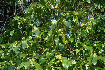 Lạng Sơn thúc đẩy chuỗi giá trị nông sản xuất khẩu