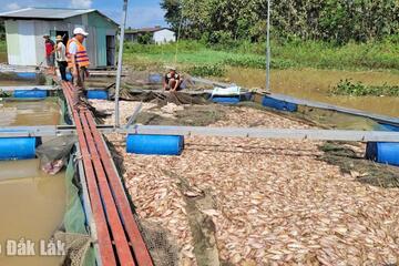 Người nuôi cá lồng bè lao đao sau lũ lớn