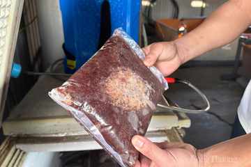 Nuôi lươn không bùn, hướng đi mới cho nông dân Hà Tĩnh