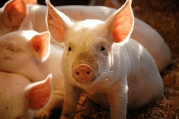 Giá heo hơi hôm nay 9/1/2026: Tiếp đà tăng giá, lập đỉnh mới