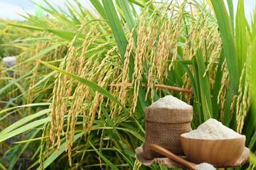 Giá lúa gạo hôm nay ngày 3/2/2026: Giao dịch chậm cận Tết