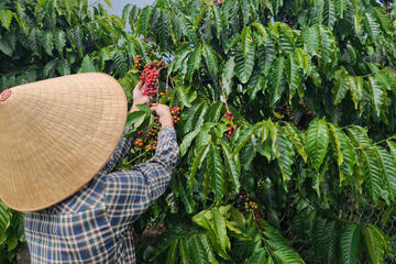 Giá cà phê hôm nay 11/2/2026: Tiếp tục tăng nhẹ