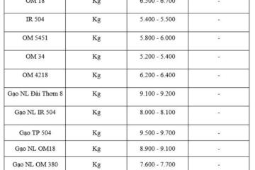 Giá lúa gạo hôm nay ngày 13/2/2026: Cận Tết thị trường giao dịch chậm, giá ổn định