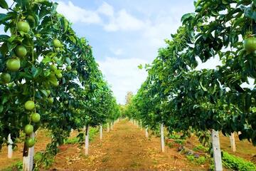 Xuất khẩu rau quả sang EU lập kỷ lục mới