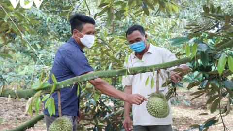 Sầu riêng Đắk Lắk được mùa nhưng lại "bí" đầu ra do dịch bệnh