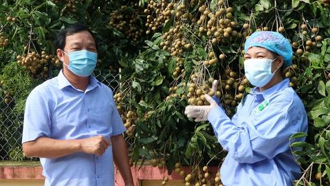 TP. Chí Linh (Hải Dương): Mở cửa vườn thu hái nhãn xuất khẩu EU