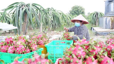 Bộ NN&PTNT đề nghị các địa phương rà soát kế hoạch sản xuất, tiêu thụ nông sản