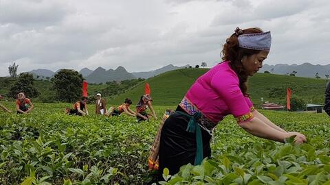 Chuẩn bị xuất khẩu rau má, cải bó xôi vào Hà Lan