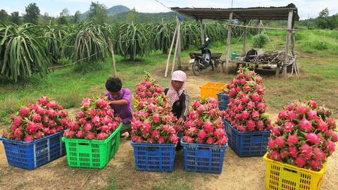 Trung Quốc tăng kiểm soát nông sản Việt