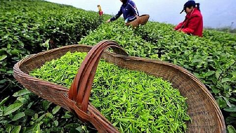 Thị phần chè của Việt Nam tại Australia tăng