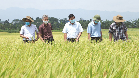 Hà Nội - Phát triển vùng sản xuất lúa gạo chất lượng cao