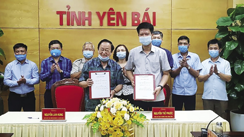 Triển vọng từ mô hình trồng mắc ca tại Yên Bái