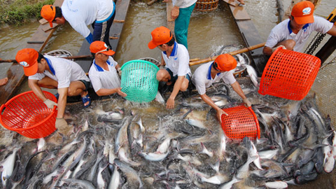 Khẩn cấp tìm đầu ra cho nông sản