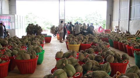 Đề nghị hỗ trợ tiêu thụ nông sản Lâm Đồng