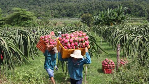 Gỡ khó cho xuất khẩu nông sản, Bộ trưởng Bộ Công Thương gửi công thư cho Bộ trưởng Bộ Thương mại Trung Quốc và Tỉnh trưởng tỉnh Vân Nam