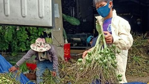 Giá cau cao kỷ lục