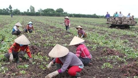 Vĩnh Long đang cần bán 27.000 tấn khoai lang tím