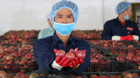 Ngành nông nghiệp Gia Lai đưa ra các giải pháp ổn định sản xuất