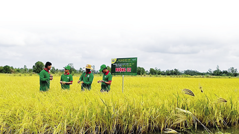 Phát triển kinh tế tuần hoàn trong nông nghiệp ở Việt Nam: Những vấn đề đặt ra