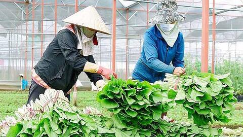 Rau xanh khó tiêu thụ do dịch Covid-19