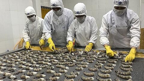 Nhờ lợi thế về giá, tôm Việt cạnh tranh tốt tại Đức
