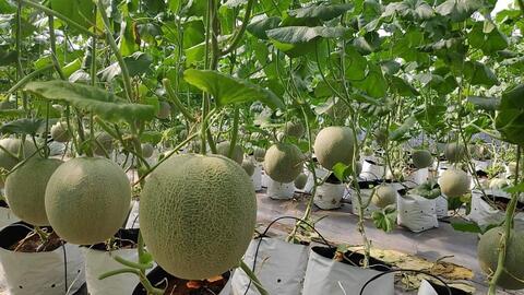 Tiếp tục thúc đẩy tiêu thụ nông sản trên môi trường trực tuyến