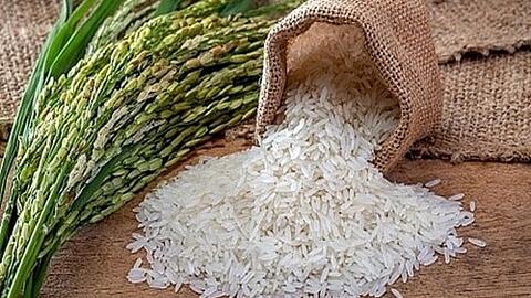 Giá lúa gạo hôm nay 9/11: Giá lúa tăng 200 đồng/kg