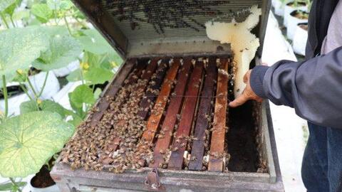 Hỗ trợ người nuôi ong mật được cách ly tại trại nuôi ong 