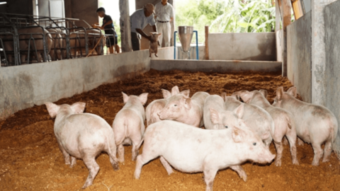 ĐH Sao Đỏ ứng dụng công nghệ sinh học sản xuất thức ăn dạng lỏng cho lợn
