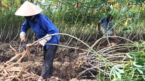 Bệnh khảm lá sắn gây hại trên diện rộng