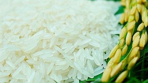 Giá lúa gạo hôm nay 24/11: Giá lúa quay đầu giảm 100 đồng/kg