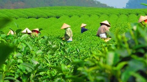 Việt Nam là thị trường cung cấp chè lớn thứ 7 cho Hoa Kỳ