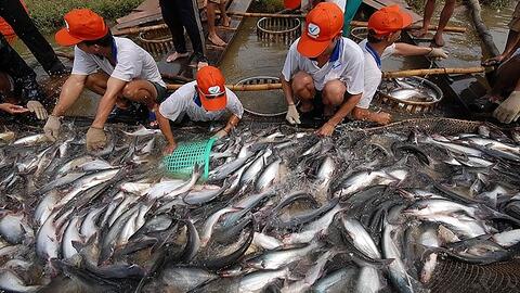 11 tháng: 23 lô hàng cá tra bị cảnh báo tại các thị trường xuất khẩu