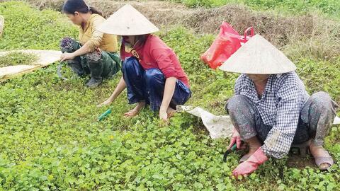 Xây dựng sản phẩm OCOP