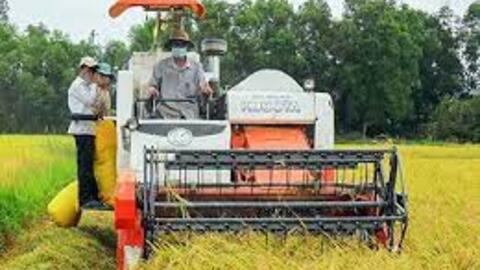 Giá lúa gạo hôm nay 21/12: Giá lúa đồng loạt giảm 200 đồng/kg