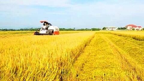 Giá lúa gạo hôm nay 24/12: Giá gạo trong nước tăng, giá xuất khẩu giảm nhẹ