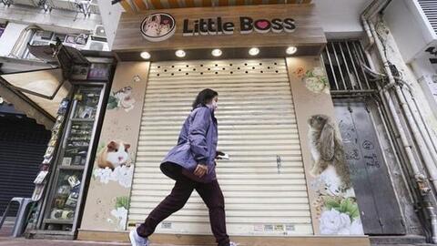 Lo sợ lây lan Covid-19, Hong Kong tiêu hủy hàng nghìn chuột hamster