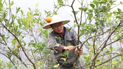 Nghệ An: Áp dụng khoa học kỹ thuật để cứu cây cam