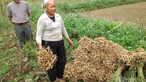 Nông dân Hà Quảng chuyển đổi cây trồng mang lại hiệu quả kinh tế cao