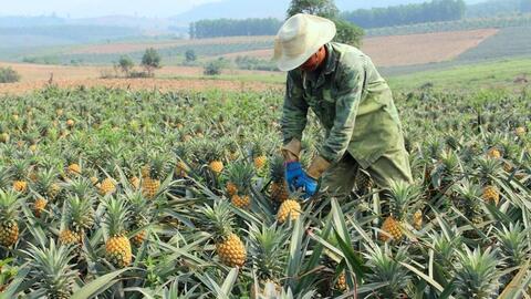 Nông dân ở 'vựa' dứa Nghệ An đối diện thua lỗ vì cung vượt cầu, rớt giá