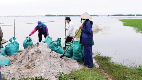 Nâng cấp đê nội đồng phục vụ sản xuất