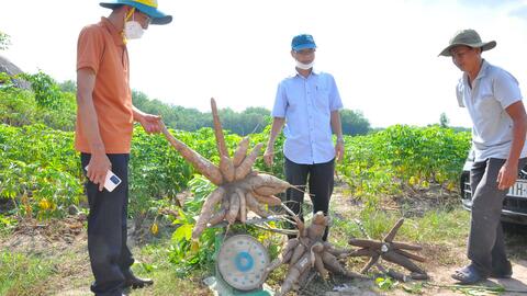 Tham quan thực tế mô hình khảo nghiệm và nhân giống khoai mì kháng bệnh khảm lá tại huyện Tân Châu 
