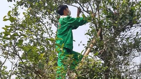 Nữ 8x đưa Trà Núi Ngọc sang “trời Tây”
