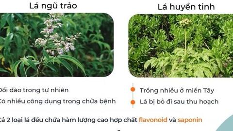 Chế tạo dịch chiết diệt ấu trùng sâu tơ từ lá ngũ trảo và lá huyền tinh