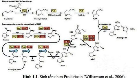 Nghiên cứu công nghệ sản xuất Prodigiosin từ vi khuẩn tái tổ hợp ứng dụng trong công nghiệp thực phẩm