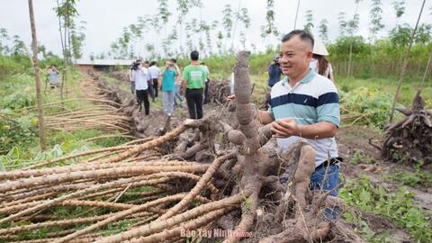 Để cây mì đứng vững 